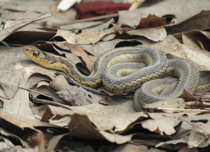 Eastern Garter Snake